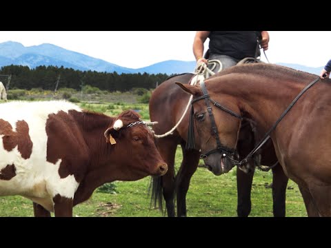 Como se Doma un Buey o Cabestro para El Toro Bravo y los Encierros a Caballo con Pepe Trilla 2021
