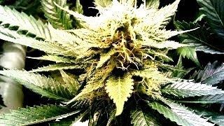 10 Strongest Marijuana Strains