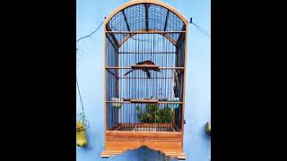 Download lagu Cucak Emas Papua mp3