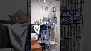爆睡猫ちゃん #猫 #可愛い猫