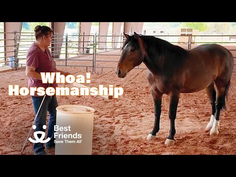 Whoa! We're horsin' around ...