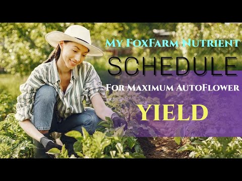 How I Use FoxFarm Nutrients For Maximum Autoflower Yield! #autoflower #cannabiseducation 