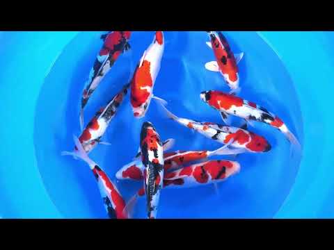 SPS 147 WYSIWYG 2sai Mix Selected x 10pcs: Showa, GR Showa, D/Showa, Yamato 36-38 cm