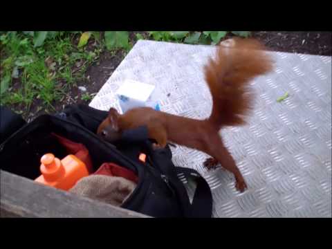 Hamburger Eichhörnchen  - Wind, Nüsse und ein fester Wille