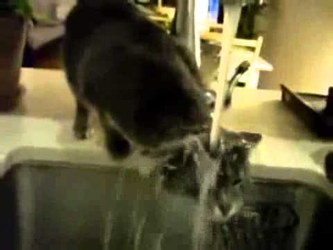 Funny Cats! @ Смешные коты!