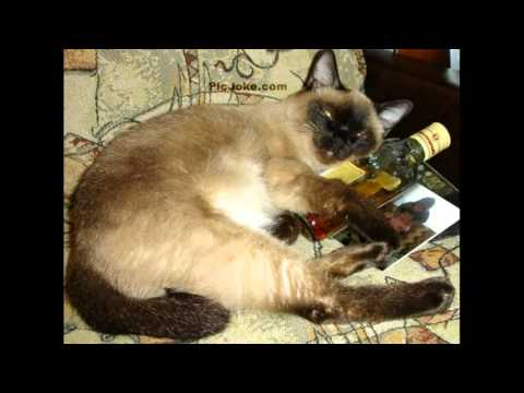 YUSUF İSLAM & NURSEMİN YILDIZ KARDEŞLER