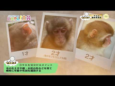 [¡Bueno! ¡Oita】Uragawa! Encuesta de población de monos