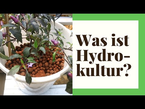 Planting houseplants in hydroponics - How it works