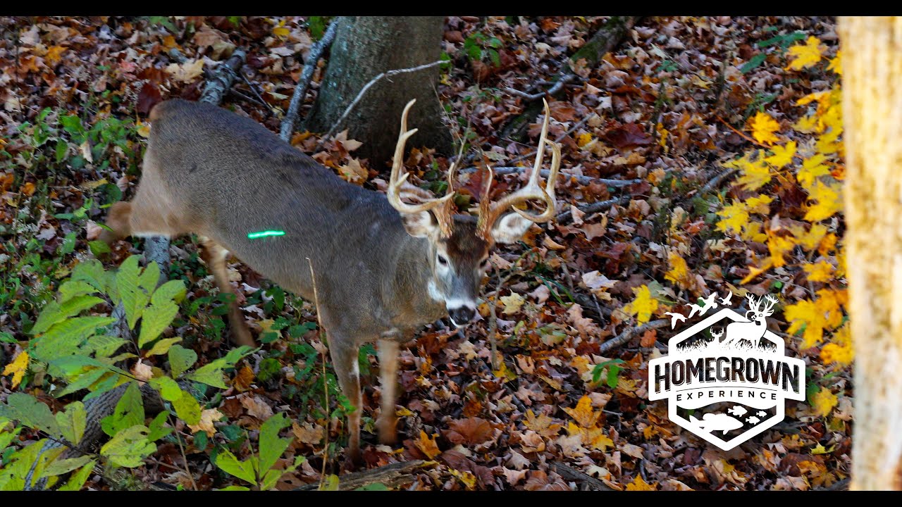8 YARD BOW KILL on HUGE KENTUCKY WHITETAIL HGE Episode 15 MONSTER BUCKS and COYOTES (PART 2)