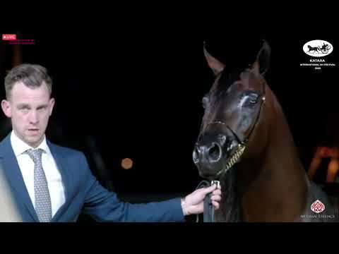 N 429 BASHIR AL BASHIR   Katara Int  Arabian Horse Festival 2022   Stallions 4 6 Years Old Class 10