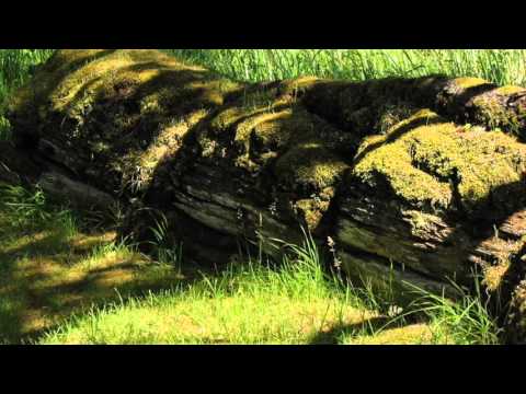 Haida Gwaii and Bill Reid