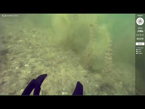 Ender Ocean - Lac de Bègles 27/08/2021- Our journey through the discovery of algae