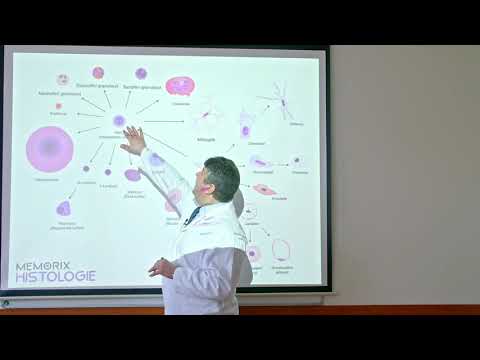 Všeobecná histológia: Väzivové tkanivo 1