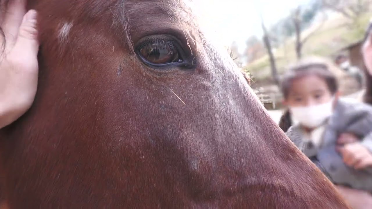 ウマ (六甲山牧場) 2021年11月20日