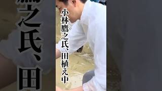 小林 鷹之さんたちと一緒に田植え体験！？　自民党岩田かずちか副大臣(経済,財政,金融)  #小林鷹之　#農家