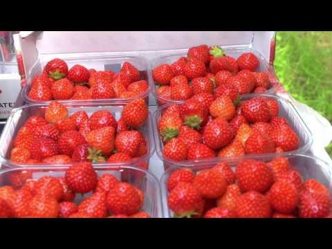 Bedrijfsfilm Coöperatie Hoogstraten