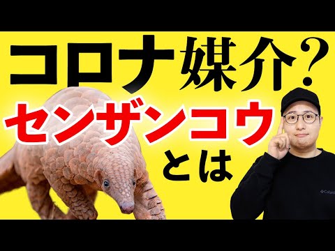 センザンコウについて詳しく解説