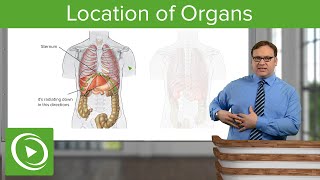 Location of Organs – Anatomy  Lecturio