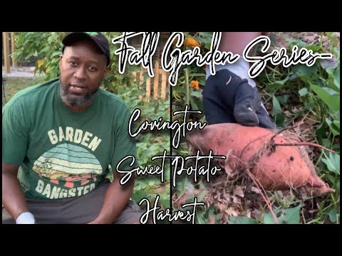 Covington Sweet Potato | Vibepedia
