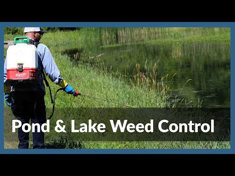 How to Manage Pond Weeds- Pond & Lake Weed Control