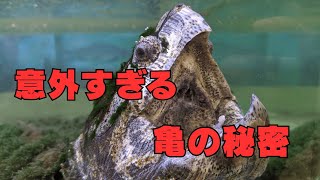 ウソだろ！？亀の驚くべき秘密５選