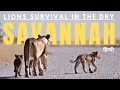 Lions Survival In The Dry Savannah Wildlife Documentary Animal Planet In Hindi
