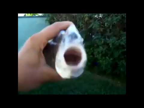 killer fish from san diego 1 hour and 1 second