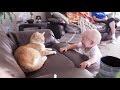 Baby And Cat Fun And Cute 5 Funny Baby Videos