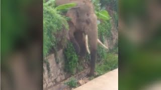 Wild elephant intrudes into village in southwest China