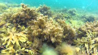 preview picture of video 'Snorkeling, Hönö 2012-07-07, GoPro HD Hero 2 & Dive Housing'