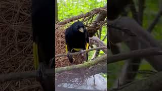 Download lagu Black Siskin mp3 Download lagu Black Siskin mp3