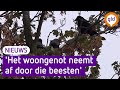 Deze vogels zorgen voor veel overlast