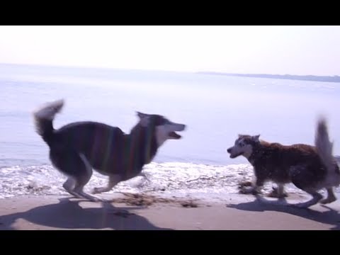 Sunny Beach Day with Mishka the Talking Husky!