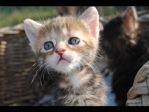 THE BIGGEST LUCK EVER ON HEARTHSTONE! PAVEL, BlizzCon Quarter-Finals