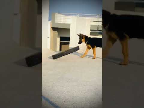 #dog #garmanshepherd #puppy #trending #doglover #gsdpuppy #gsd #dogs #love #sidhumoosewala #youtube