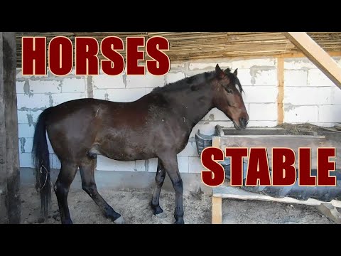 HRANIREA CAILOR PE GRAJD  |  LA IONUT GEORGESCU DIN FETESTI