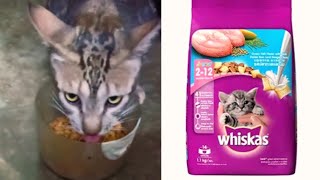 Whiskas Best Dry Cat/Kitten Food, Ocean Fish Flavour - Review | Available on Amazon