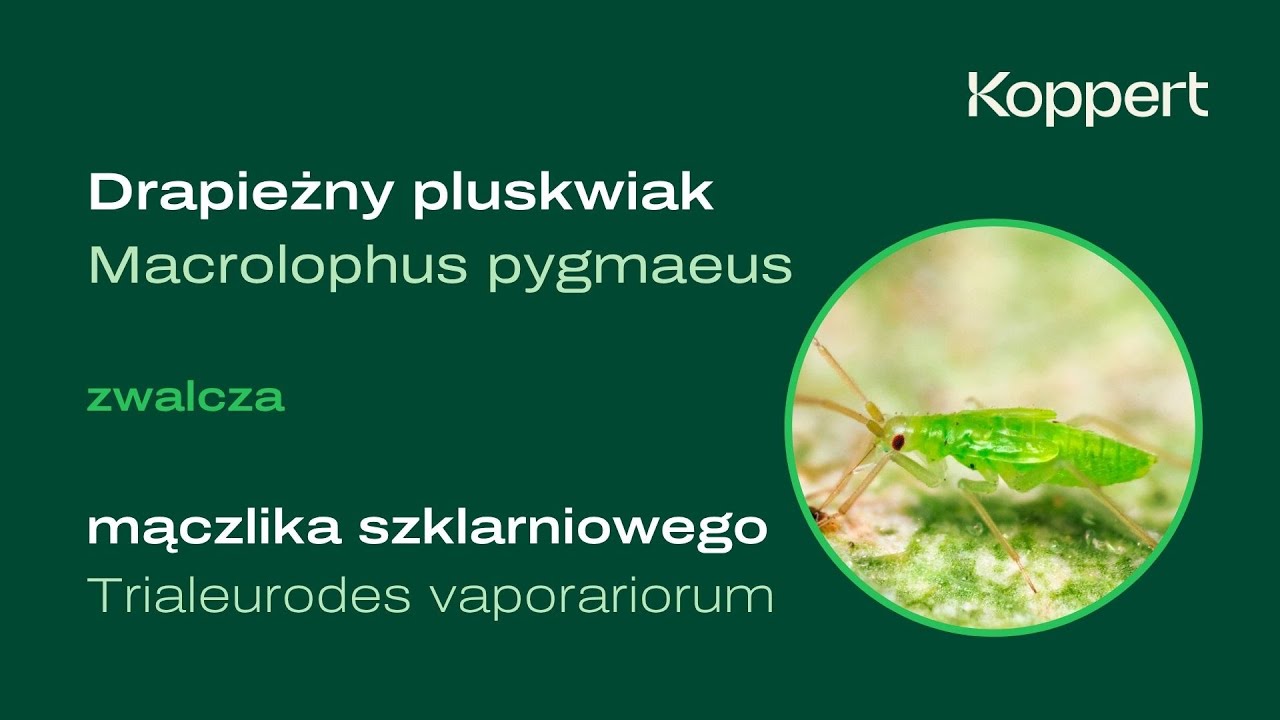 Video preview poster