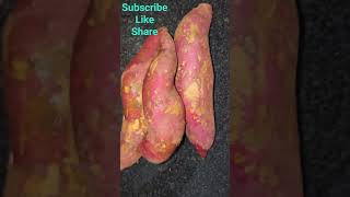 Download lagu I got these 250gms. sweet potatoes for Rs. 25 in Mumbai (October 2023) mp3