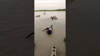 Download lagu ๐ฑIncredible Talent of Swimming ๐ช๐ฝ #shorts #villagelifestyle mp3 Download lagu ๐ฑIncredible Talent of Swimming ๐ช๐ฝ #shorts #villagelifestyle mp3