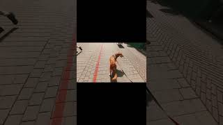 【犬旅】ブレーメンとハノーファーを巡る愛犬、ハル🐕 の休日🇩🇪 #shorts