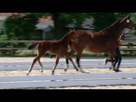 St v Fuerst William x Landsieger I x Tiro 2017