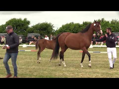 Holsteiner Fohlenschau Föhr 2022 | SF | Larimar x Dinken x Casall | St. 2020 | F. Riewerts