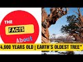 Methuselah The Silent Witness Of Human History