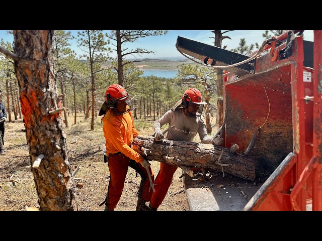 Chimney-Carter Forest Health Project