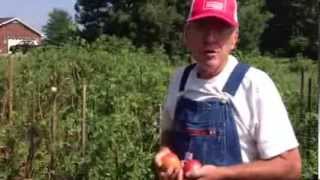 preview picture of video 'Jones Mill Farm Heirloom Tomatoes'