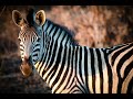 Zebra Sound