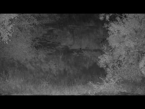 Djuma: Two Hyenas out looking around - 22:24 - 04/02/19