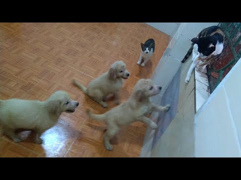 Angry Puppies Say To Each Other: Wish We Could Climb Up to Fight for Food With Kitten