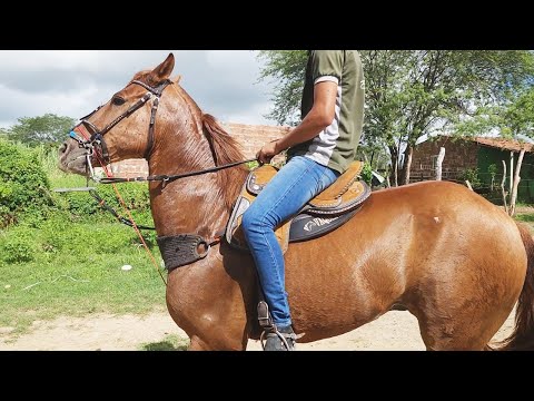 FEIRA DE CAVALOS EM ALTINHO-PE  27-04-2024  #nordeste